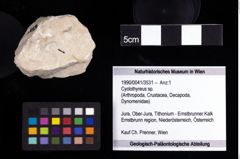 Foto (Objekt + Etiketten) von Cyclothyreus sp. 